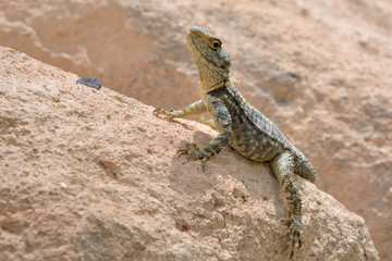 Naklejka na ściany i meble Lizard sitting on stone. Wildlife in Turkey.