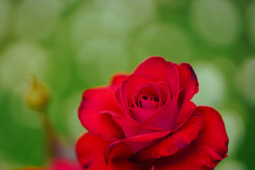 Fototapeta na wymiar 赤いバラ