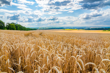 Gold wheat field under beautiful sky. Ears of golden wheat close up. Beautiful bature background. Harvesting season