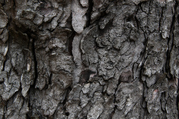 old grey linden tree background