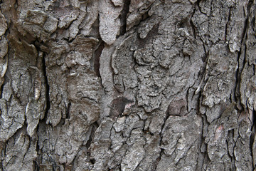 old grey linden tree background