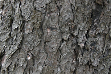 old grey linden tree background