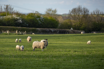 UK, Bunny Hill Top, June 2019 - Ewes and Lambs standing in a green field