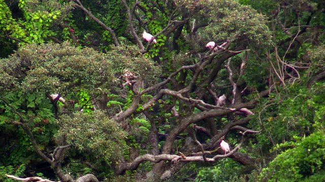 Toki Crested Ibis perching on tree
