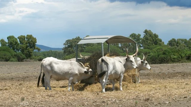 Maremmana breed cattle eating from hay rack