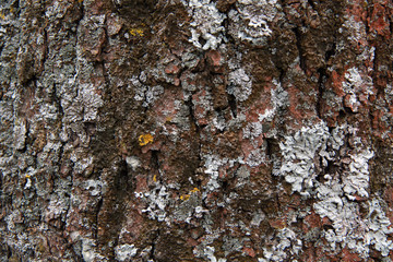 red lichen on the tree bark