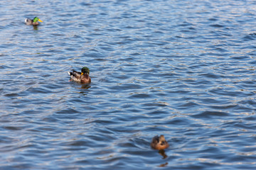 Ducks in the Park pond. Ducks floating on water.
