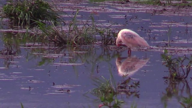 Toki Crested Ibis reflecting in water