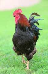 Colorful Rooster and Chickens. Free Range Cock and Hens