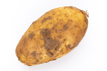 Young potato isolated on white background. Harvest new. Flat lay, top view.