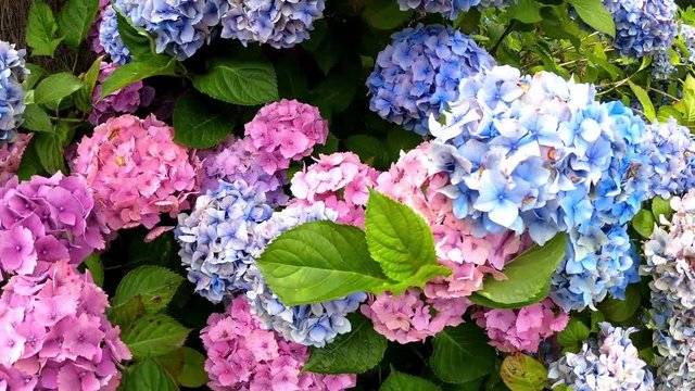 Magnifiques hortensias color&eacute;s de Bretagne. France