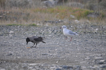The beautiful bird Common raven in the natural environment