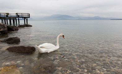 Tranquil scene of beautiful pure white Swans at Lake Garda in Italy , taken on the shores of Lake Garda.