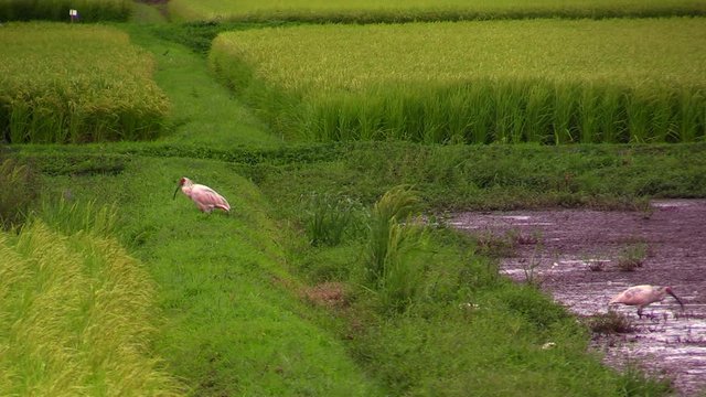 Toki Crested Ibis in rice field