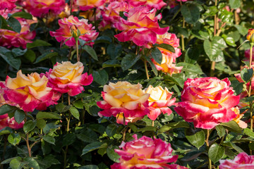 Yellow roses on garden wall