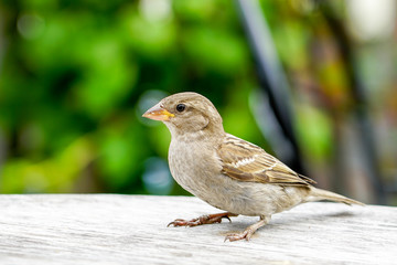 attractive sparrow on a table, regular inhabitant of the city