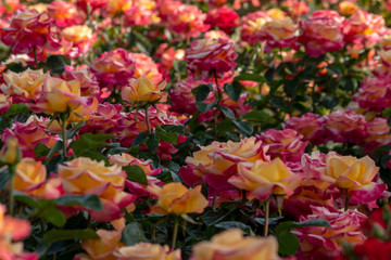 Rose garden with assorted roses