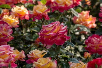 Rose garden with assorted roses