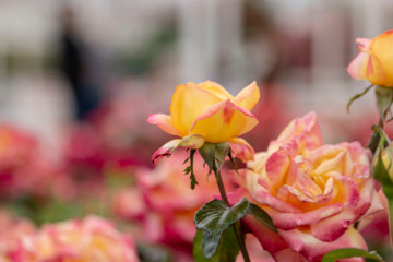 Fototapeta na wymiar Yellow roses in the garden