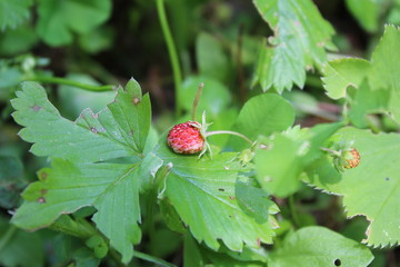 raspberry on bush