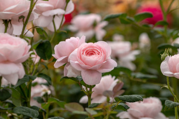 Pink roses in the garden