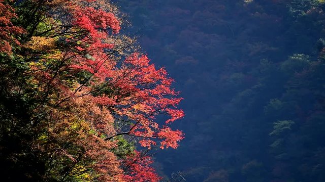 Colorful trees in Beppu Canyon in autumn, Kami, Kochi