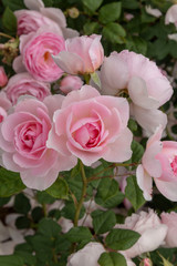 Pink roses in the garden