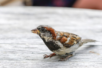 attractive sparrow on a table, regular inhabitant of the city