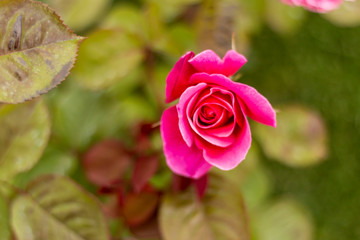Obraz premium Red rose in the garden