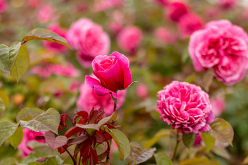 Red rose in the garden