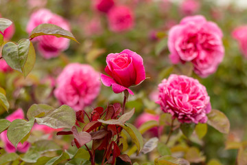 Obraz na płótnie Canvas Red rose in the garden