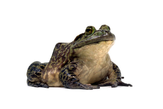 食用ガエル の画像 39 件の Stock 写真 ベクターおよびビデオ Adobe Stock