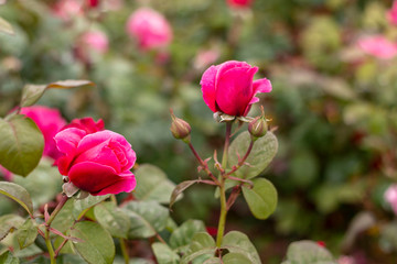 Red rose in the garden