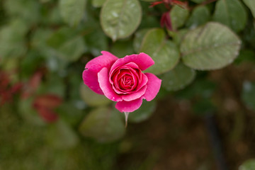 Red rose in the garden