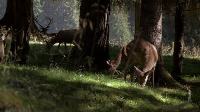 Herd of deer with fawns in the forest