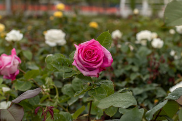 Red rose in the garden