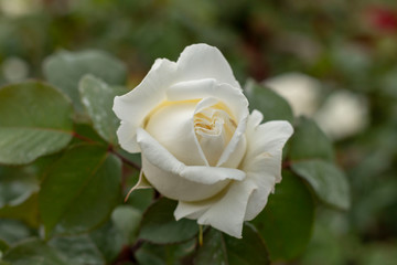 White roses in the garden