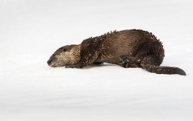 River otter in the wild