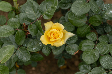 Yellow roses in the garden