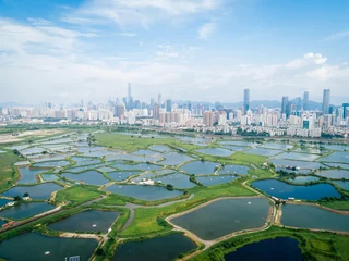 Foto op Plexiglas Rural green fields with fish ponds between Hong Kong and skylines of Shenzhen,China © lzf