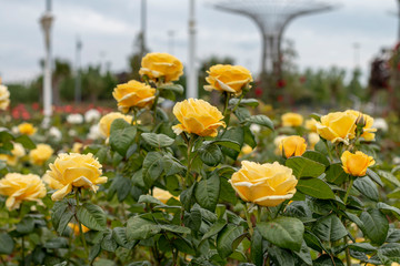 Yellow roses in the garden