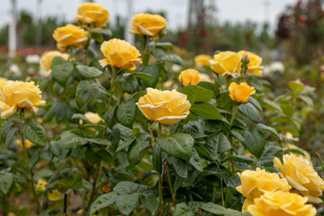 Yellow roses in the garden