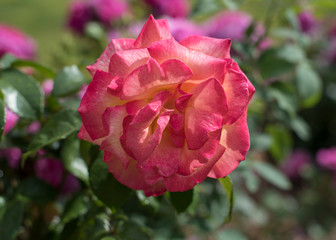 Beautiful Pink Garden
