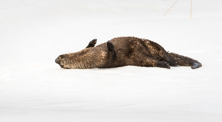 Obraz premium River otter in the wild