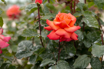 Rose garden with assorted roses