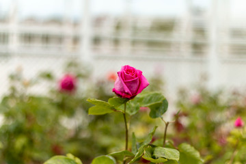 Red rose in the garden