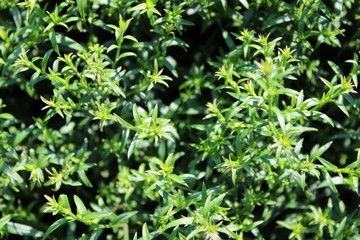 Obraz premium background of small green leaves