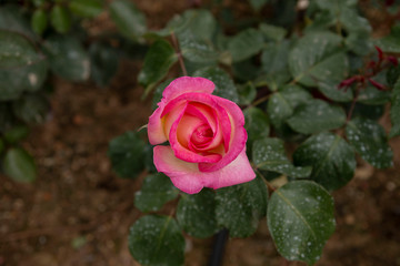 Red rose in the garden
