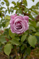 Purple roses in the garden