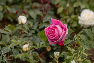 Yellow roses in the garden